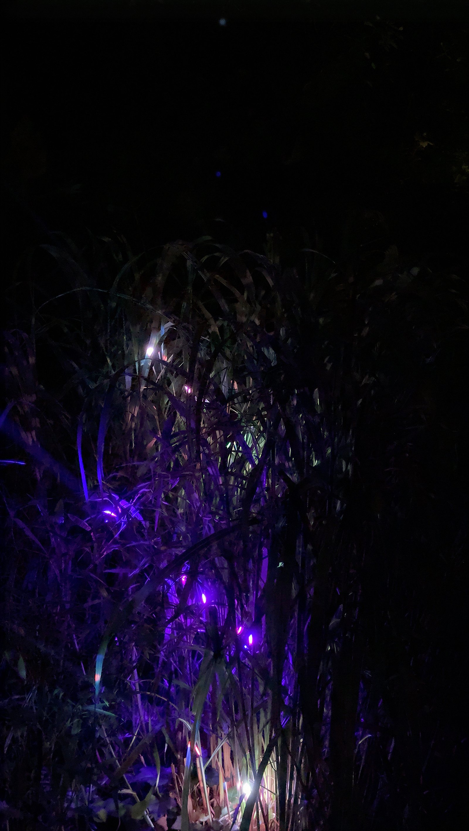Green and violet laser light reveals overlapping organic forms at night.