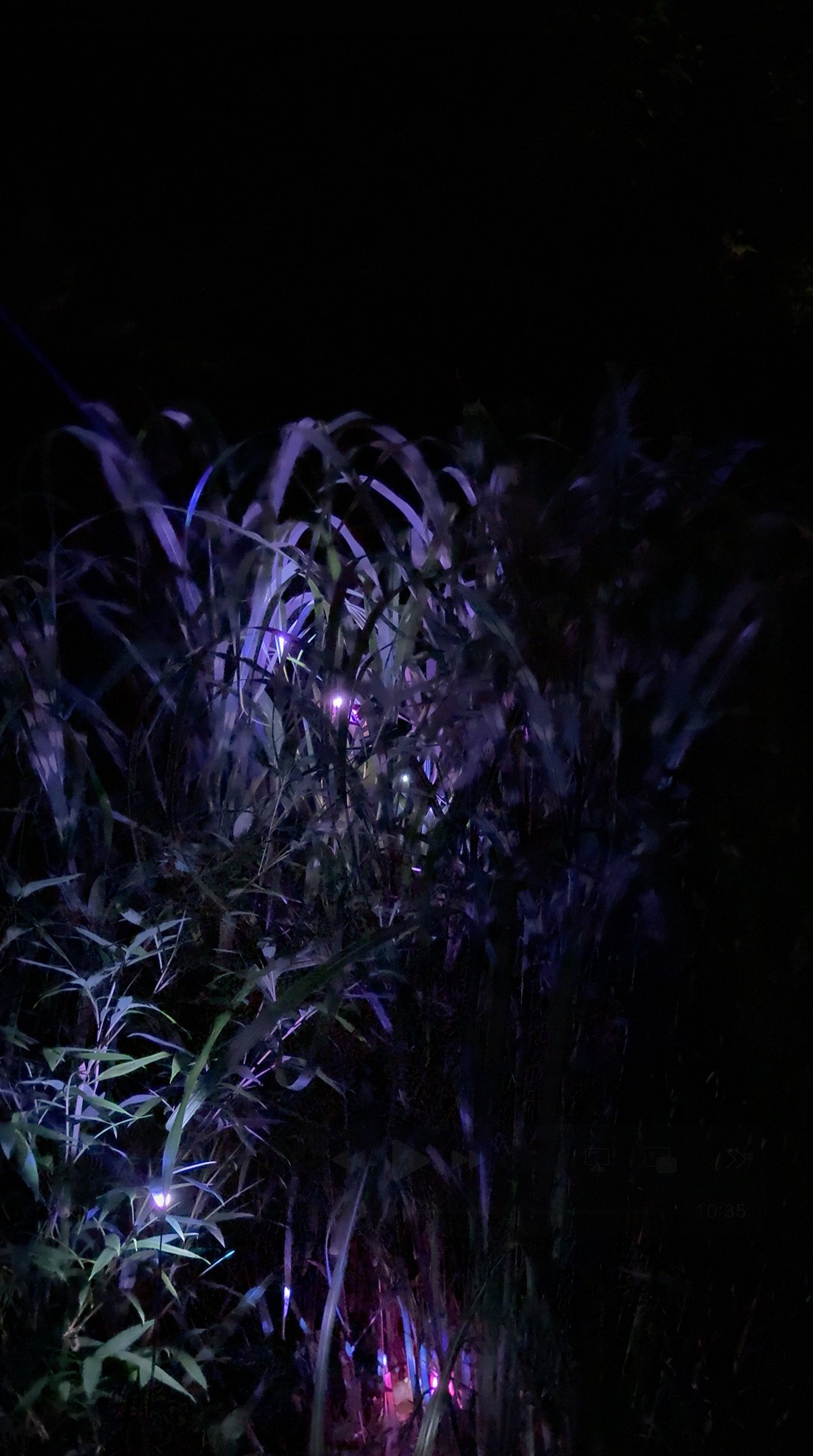 Green and violet laser light passes through layered blades of zebra grass.