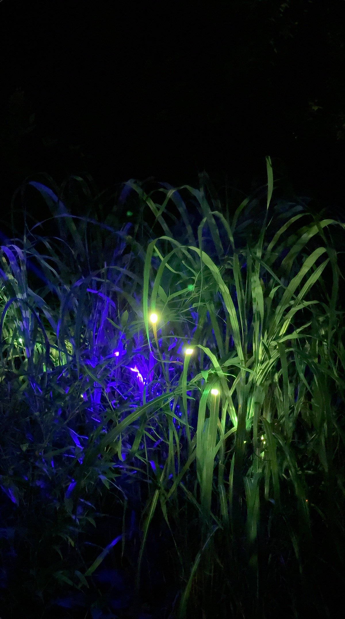 Violet and green illumination divides a dense stand of zebra grass.